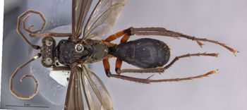 Media type: image;   Entomology 26748 Aspect: habitus dorsal view